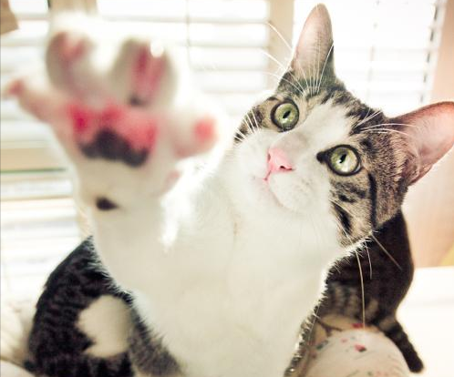 老外經常說的Gimme到底是啥意思？