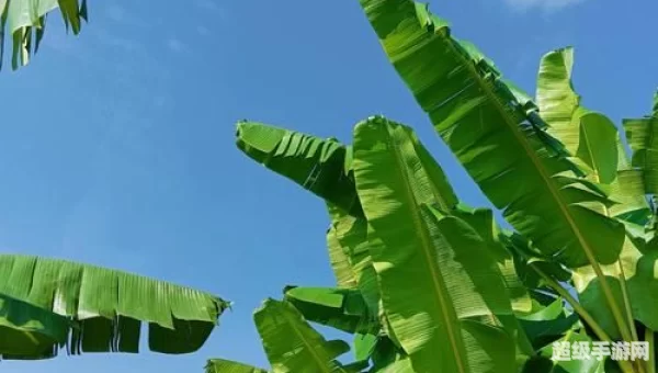 芭蕉视频