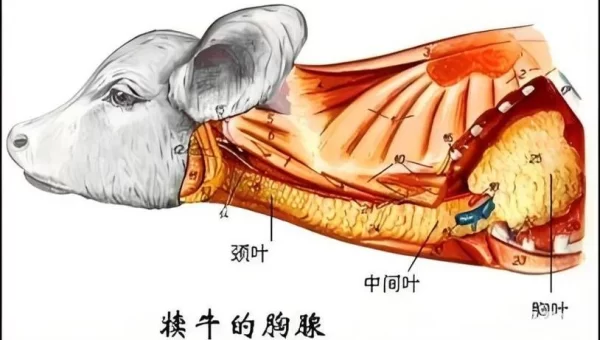 tpp和fpp有什么区别