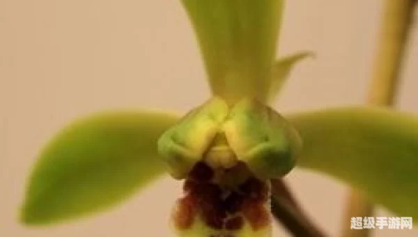 自是花中第一流写的是什么花